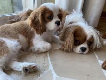 Cavalier King Charles spaniel puppies (leonben877@gmail.com) Image eClassifieds4u 2