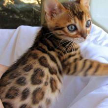 Cute and lovely Bengal kittens Image eClassifieds4u 1