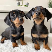 Dachshund puppies (sandjane85@gmail.com) Image eClassifieds4u 2