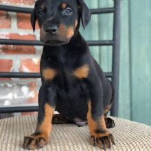 Doberman pincher puppies for adoption (charles76will@gmail.com) Image eClassifieds4u 1