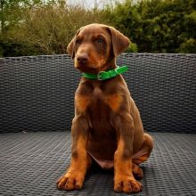 Doberman pincher puppies for adoption (charles76will@gmail.com) Image eClassifieds4u 2