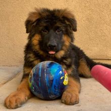 German shepherd puppies (smith85liam@gmail.com) Image eClassifieds4u 2