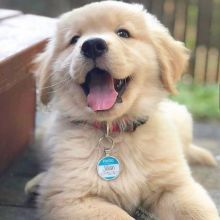 Golden Retriever puppies (curtjane85@gmail.com) Image eClassifieds4u 2