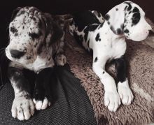 Greatdane puppies (williamscurtz39@gmail.com) Image eClassifieds4u 2