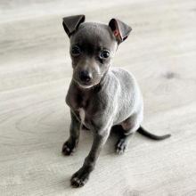 Italian Greyhound (toms81693@gmail.com) Image eClassifieds4u 3