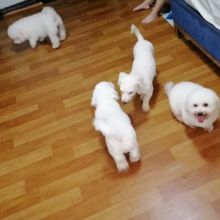 Lovely Bichon Frise puppies (liamsteve8512@gmail.com) Image eClassifieds4u 2