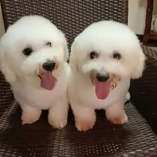 Lovely Bichon Frise puppies (liamsteve8512@gmail.com) Image eClassifieds4u 2