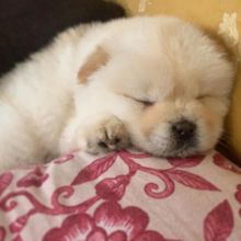 Lovely Chow Chow puppies (liamsteve8523@gmail.com) Image eClassifieds4u 3
