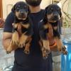 Sweet, affectionate and intelligent Doberman puppies. Image eClassifieds4u 2