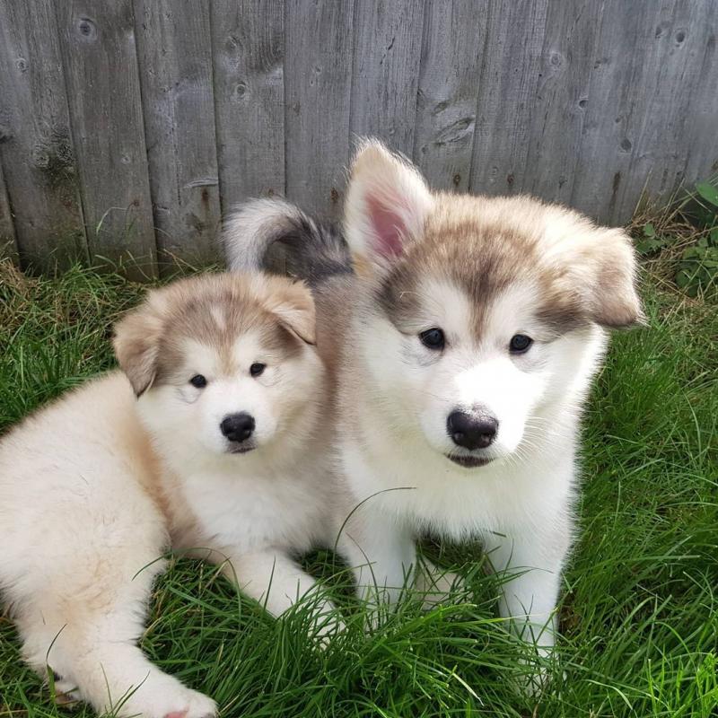 Malamute puppies (jonescurt85@gmail.com) Image eClassifieds4u