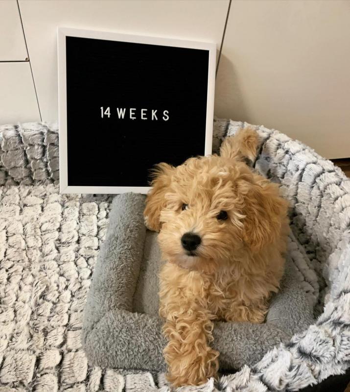 Maltipoo puppies (smithgraham658@gmail.com) Image eClassifieds4u