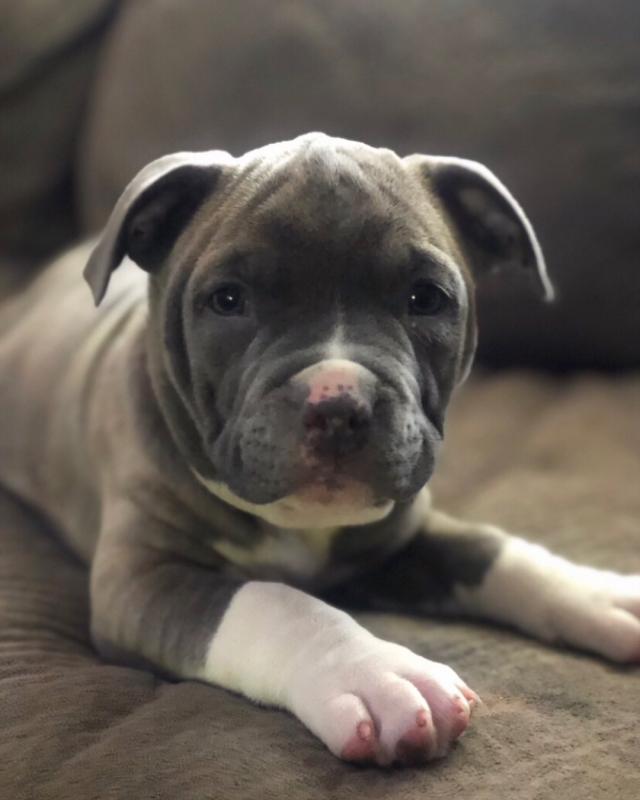 Pitbull puppies (steveliam8510@gmail.com) Image eClassifieds4u