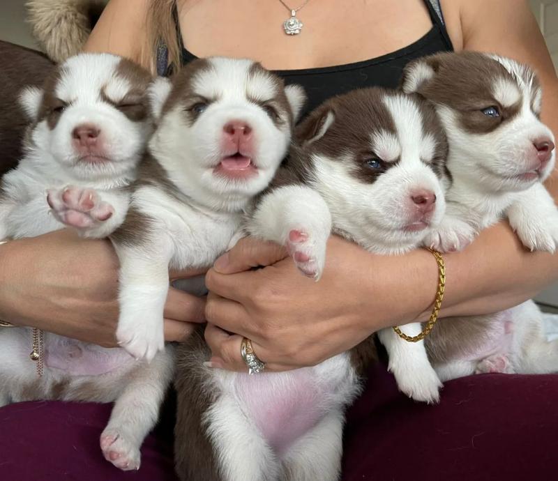 Pomsky puppies (annalilly863@gmail.com) Image eClassifieds4u