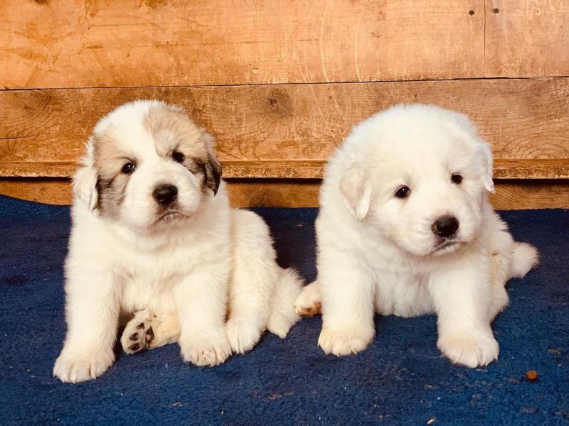 Pyrenees puppies (alexbethany8@gmail.com) Image eClassifieds4u