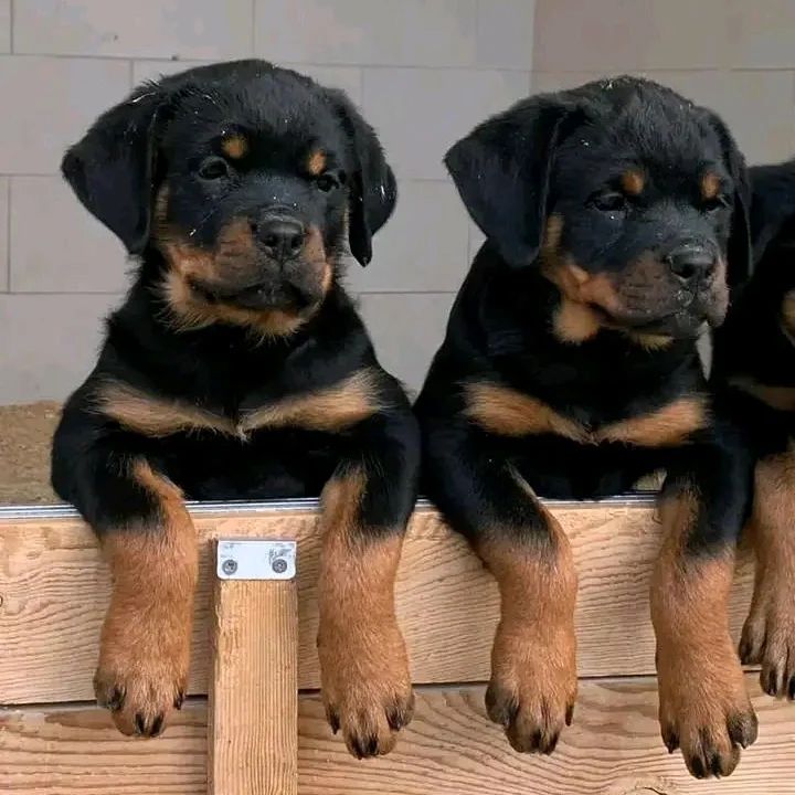 Rottweiler puppies (charlesdennis779@gmail.com) Image eClassifieds4u