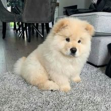 Affectionate Chow Chow Puppies