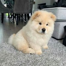 Affectionate Chow Chow Puppies Image eClassifieds4u 1