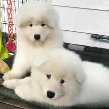 Beautiful Samoyed puppies (emilyrose0081@gmail.com)