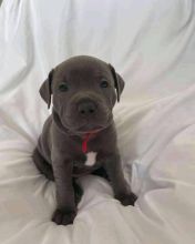 Pitbull puppies for adoption (alishaken91@gmail.com)