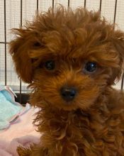 Pretty toy poodle puppies for adoption.