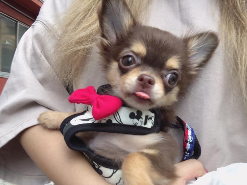 Amazing chihuahua puppies for adoption Image eClassifieds4u