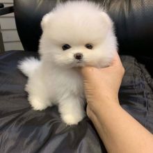 Pomeranian puppies for Adoption (kenalisha416@gmail.com) Image eClassifieds4U