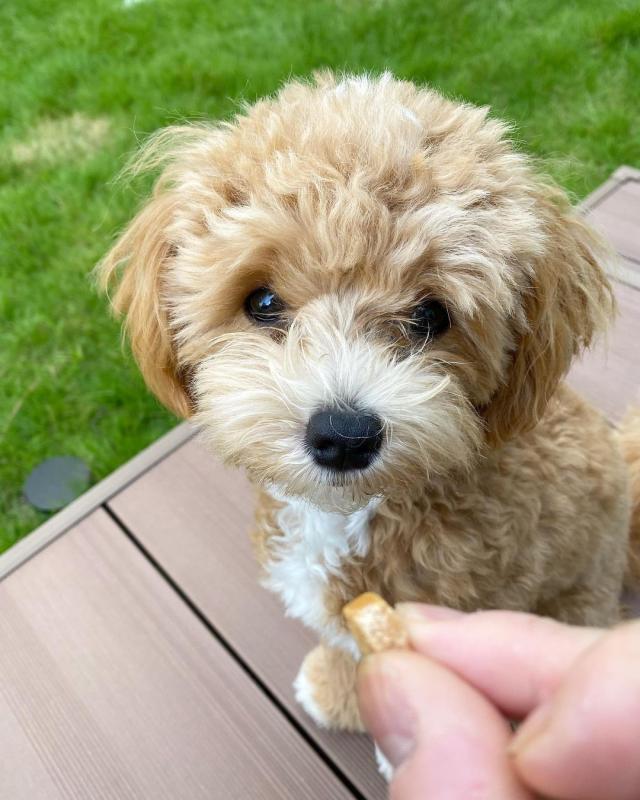 Maltipoo puppies for Adoption (suzanmoore73@gmail.com) Image eClassifieds4u