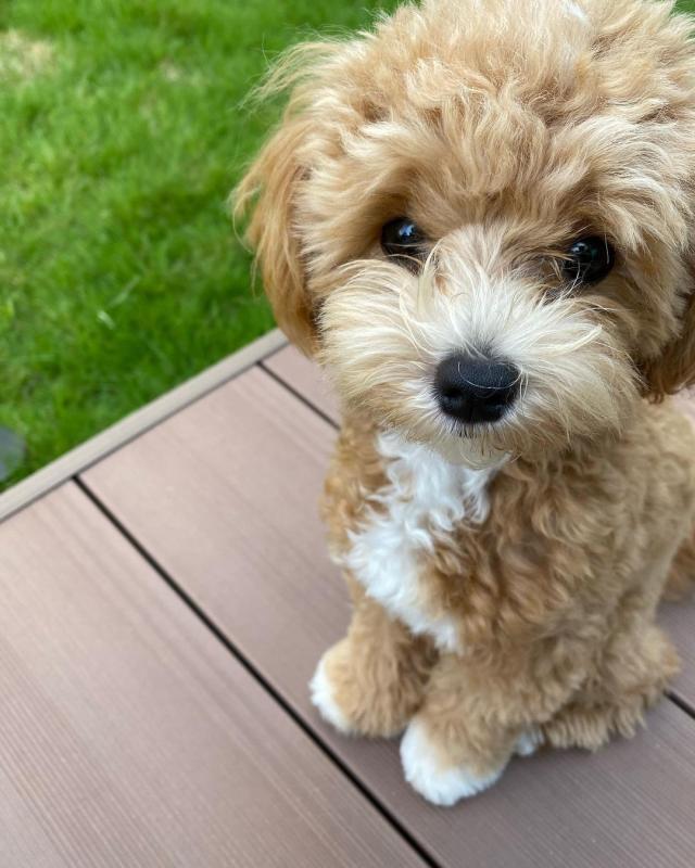 Maltipoo puppies for Adoption (suzanmoore73@gmail.com) Image eClassifieds4u