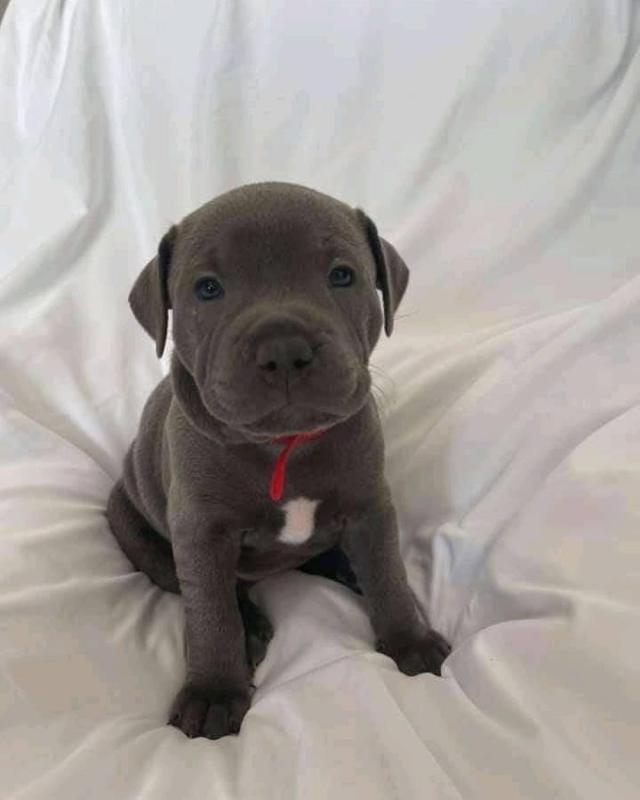 Pitbull puppies for adoption (alishaken91@gmail.com) Image eClassifieds4u