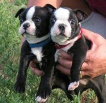 Boston Terrier Puppies For Adoption