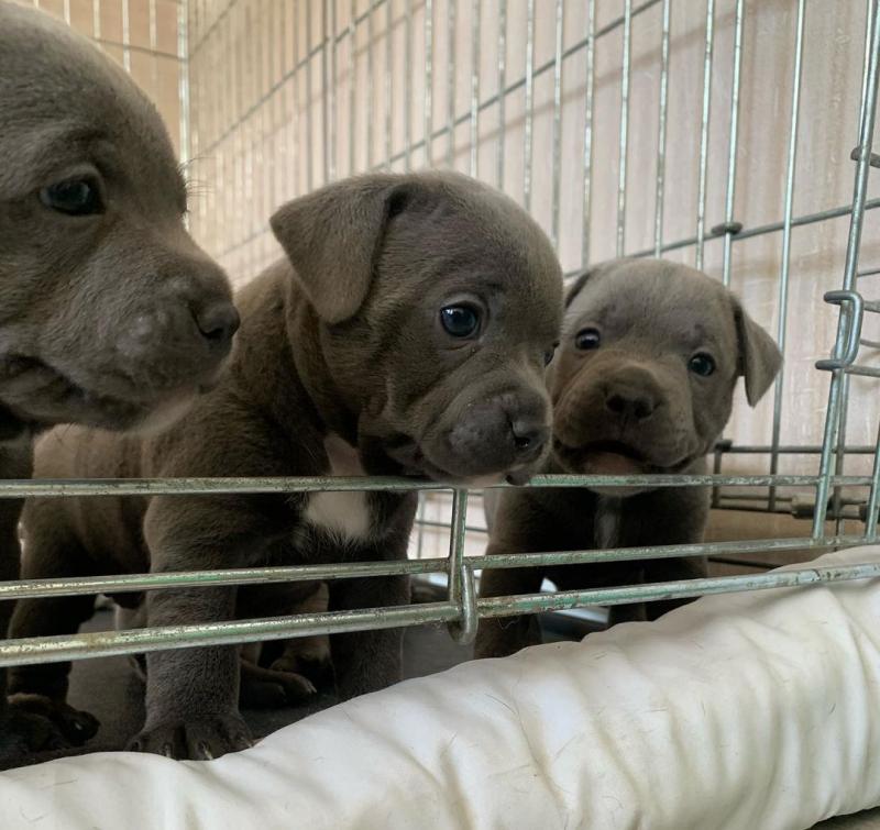 Beautiful Staffordshire bull terrier puppies Image eClassifieds4u