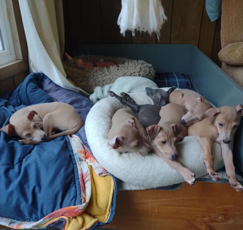 Italian Greyhound pups available Image eClassifieds4u
