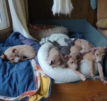 Italian Greyhound pups available Image eClassifieds4u 2