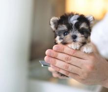 Morkie puppies available for sale Image eClassifieds4u 1