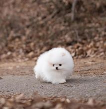 Pomeranian puppies for sale Image eClassifieds4u 4