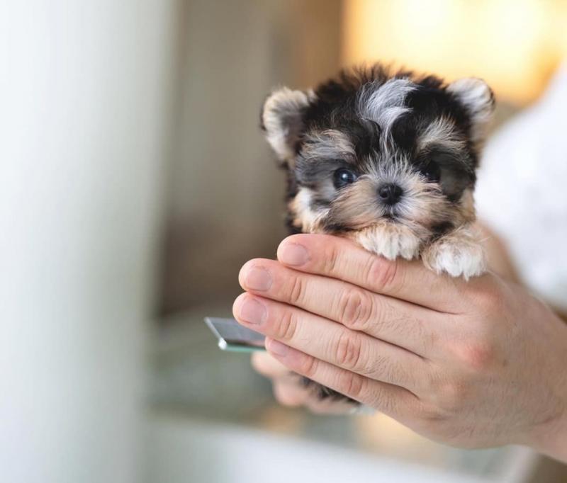 Morkie puppies available for sale Image eClassifieds4u