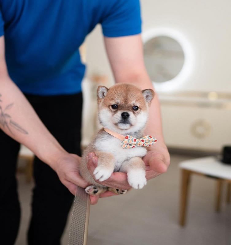 Shiba Inu pups for sale Image eClassifieds4u