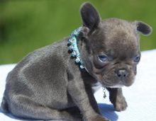 Registered French Bulldogs for Adoption