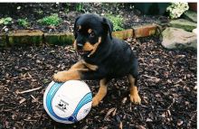 Vaccinated Rottweiler puppies for new homes