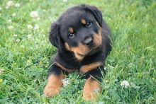 Vaccinated Rottweiler puppies for new homes