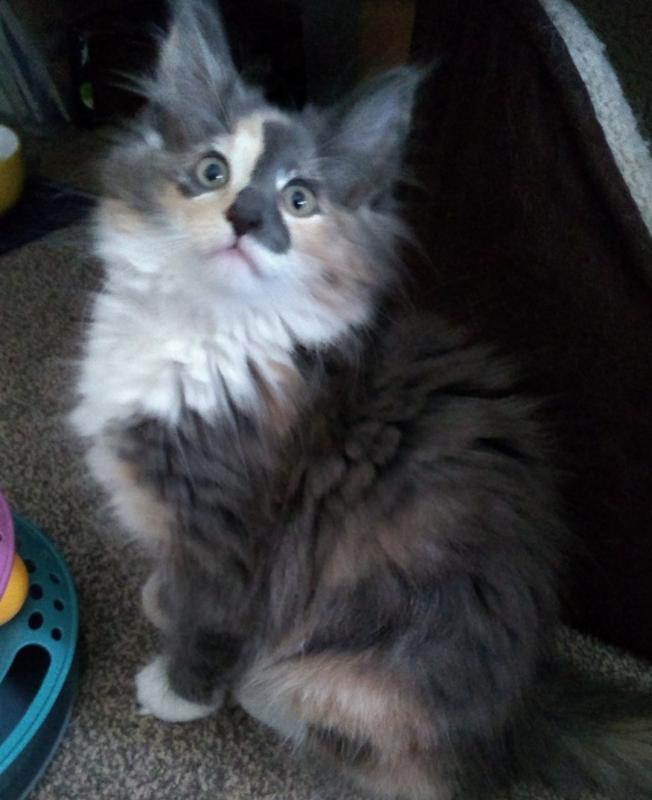 Beautiful Norwegian Forest Kittens Image eClassifieds4u