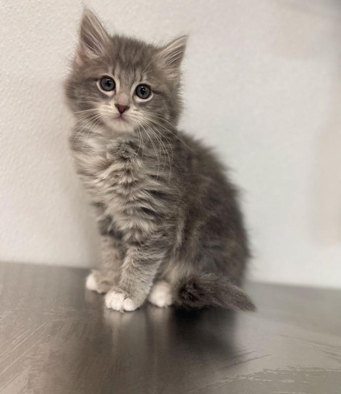 Beautiful Ragamuffin Kittens Image eClassifieds4u