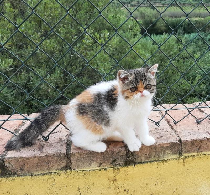 Exotic kittens for sale Image eClassifieds4u