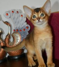 Abyssinian kittens for sale Image eClassifieds4u 2