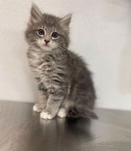 Beautiful Ragamuffin Kittens Image eClassifieds4u 3