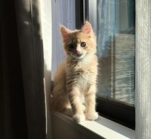 Beautiful Ragamuffin Kittens Image eClassifieds4u 4