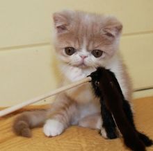 Exotic kittens for sale Image eClassifieds4u 2