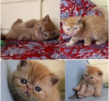 Exotic kittens for sale Image eClassifieds4u 3