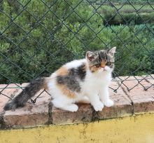 Exotic kittens for sale Image eClassifieds4u 4