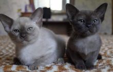 Pure pedigree Burmese kittens Image eClassifieds4u 2